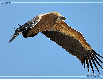 Animali 187